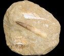 Rooted Plesiosaur (Zarafasaura) Tooth - Morocco #43132-1